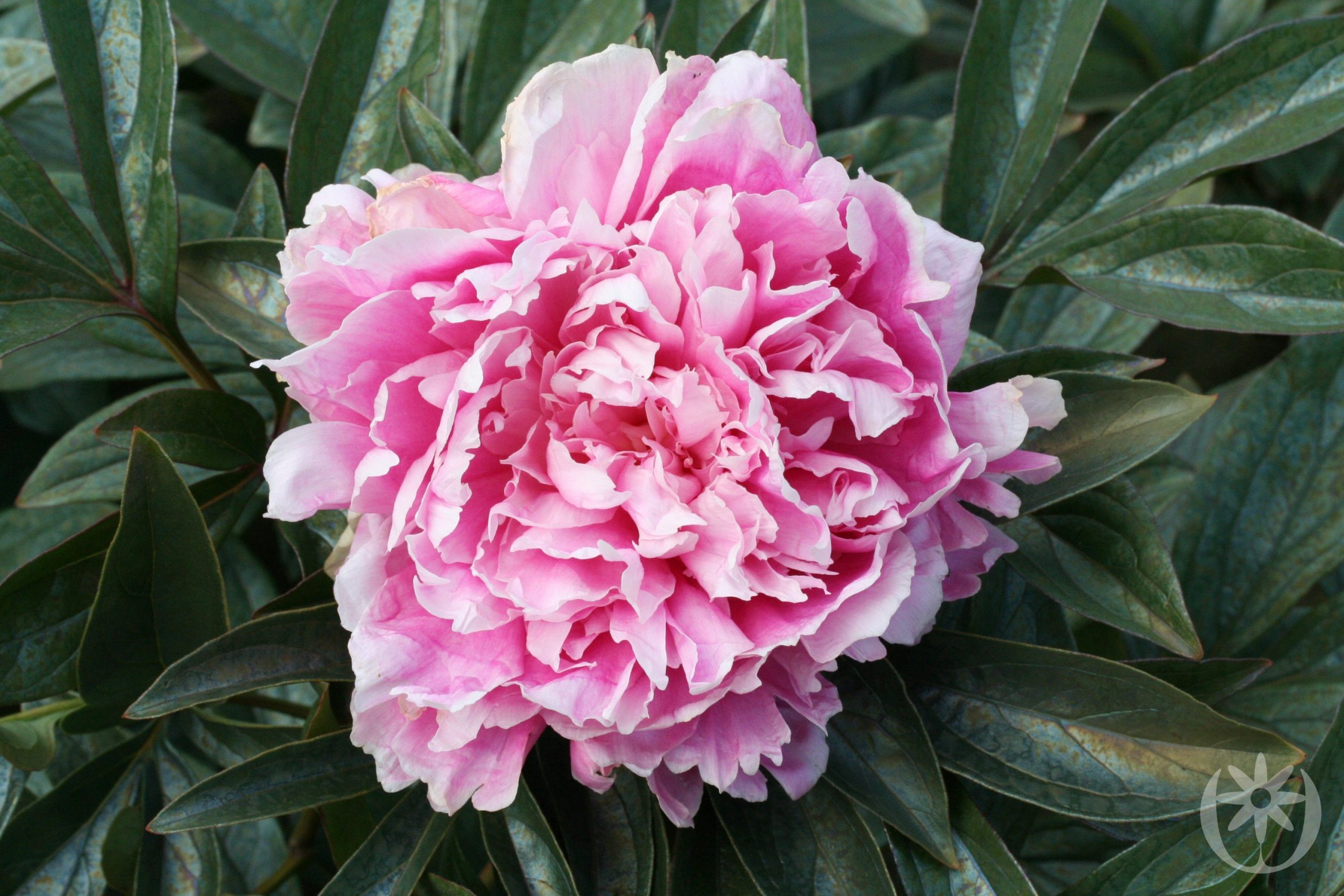 Paeonia lactiflora 'Jacorma'